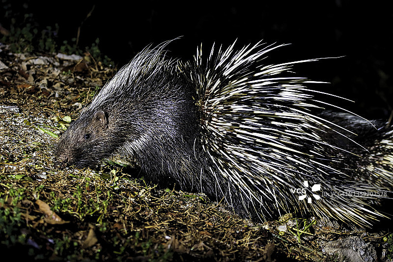 马来豪猪的夜间活动特写图片素材