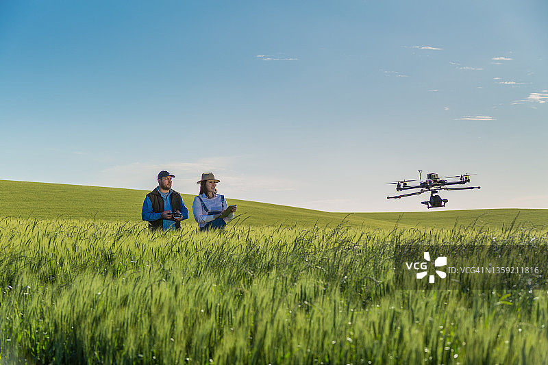 小麦作物航拍图片素材