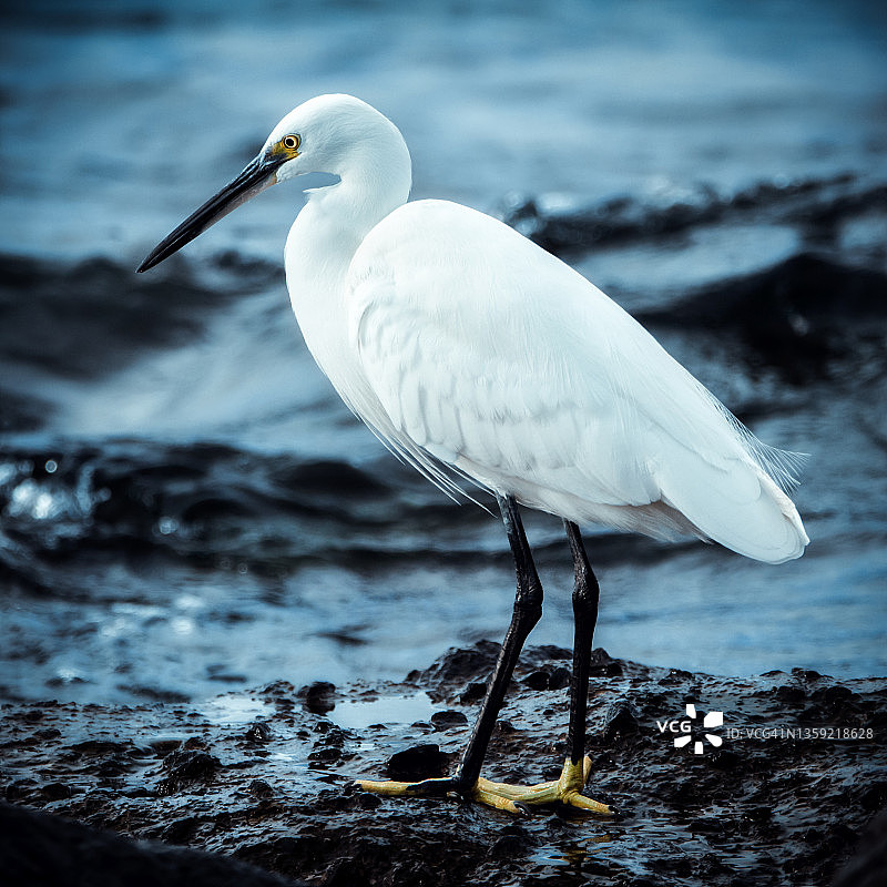 小白鹭肖像图片素材