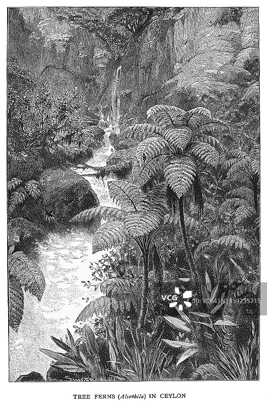 锡兰树蕨早期雕刻插图图片素材
