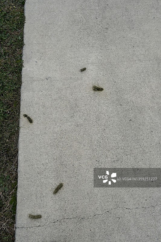 人行道上的鹅粪便图片素材