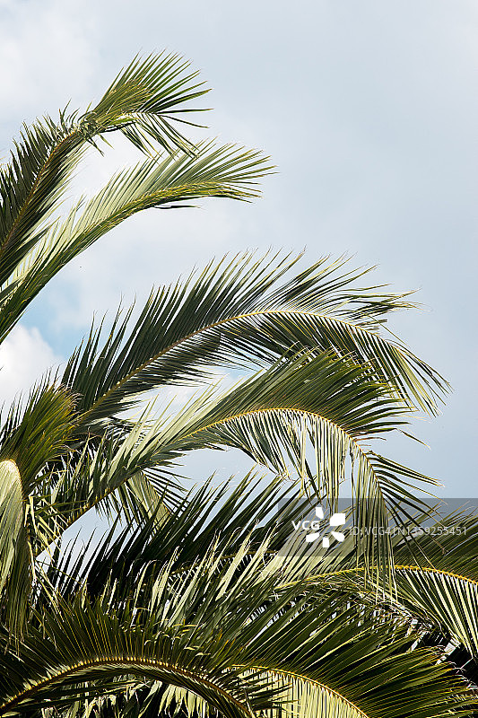 棕榈树图片素材