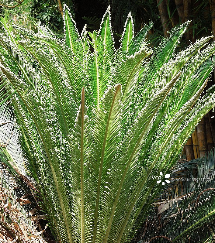 带有美丽新叶的亮绿色西米棕榈植物图片素材