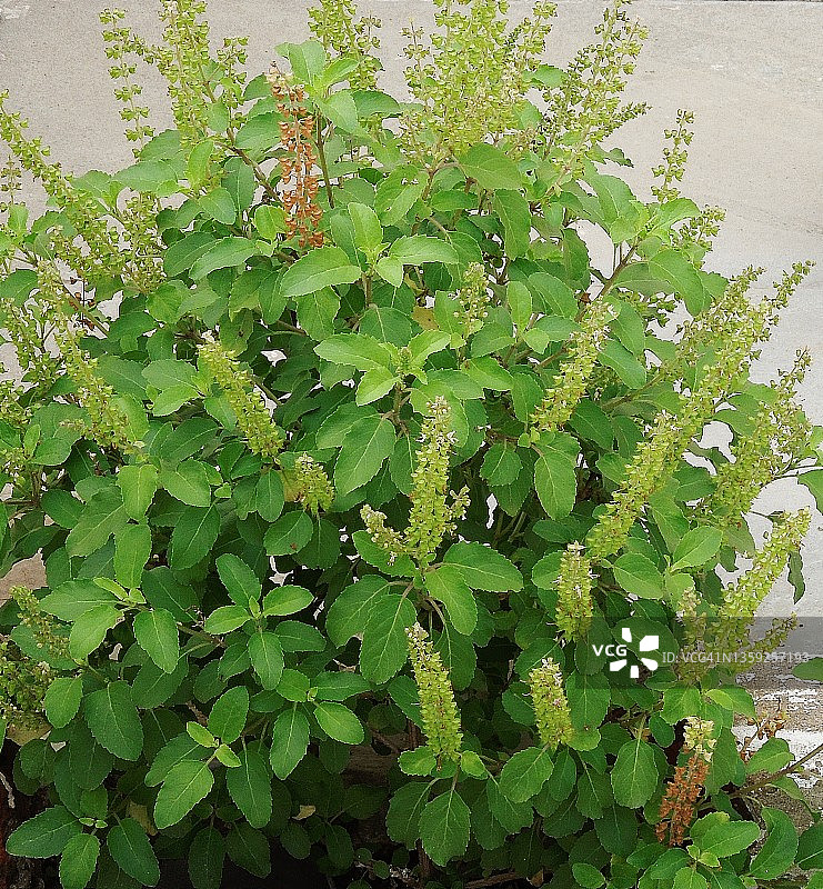 迷人的绿色罗勒植物图片素材