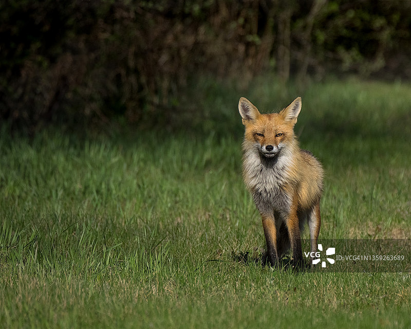 看向镜头的野生雌狐图片素材