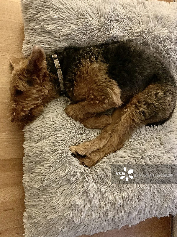 睡觉的万能梗幼犬图片素材