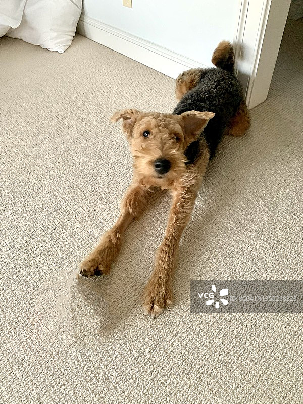 年轻的艾尔谷㹴犬图片素材