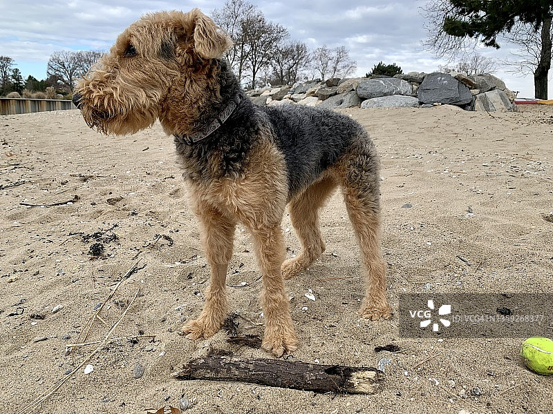 沙滩上的万能梗犬图片素材