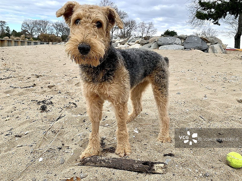 沙滩上的万能梗犬图片素材