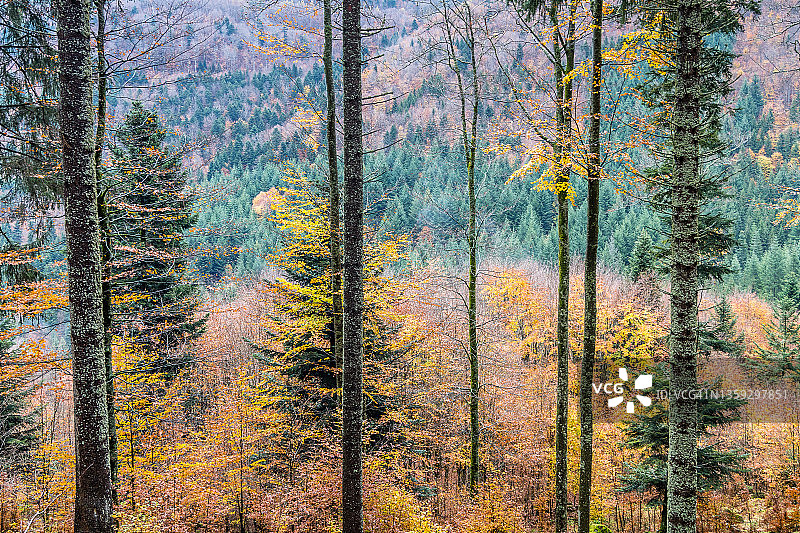 秋季混合森林图片素材