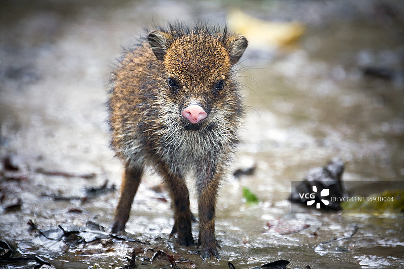 小野猪图片素材
