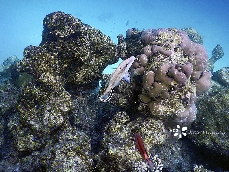 马尔代夫泻湖中的须鲷和清洁鱼图片素材