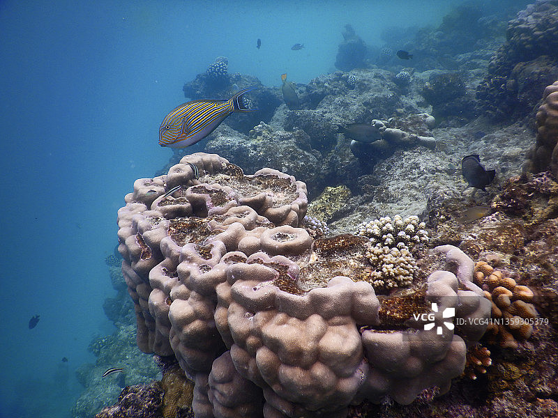 Rannalhi岛礁上的珊瑚和线纹刺尾鱼图片素材