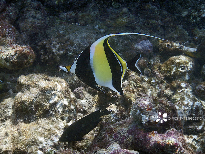 马尔代夫珊瑚礁上的镰鱼图片素材