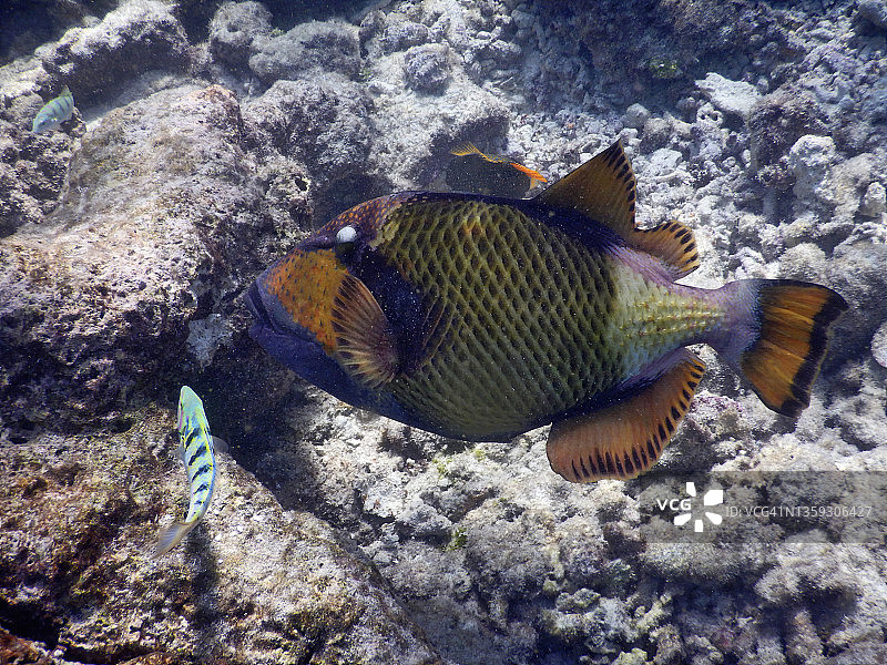 巨型扳机鲀图片素材