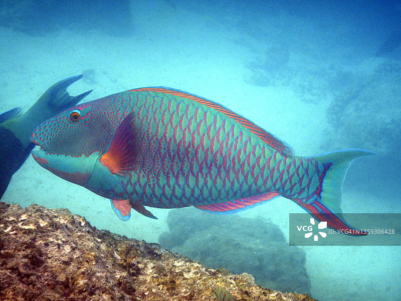 马尔代夫礁石上的斑点鹦嘴鱼(Cetoscarus ocellatus 或 Scarus ocellatus)图片素材