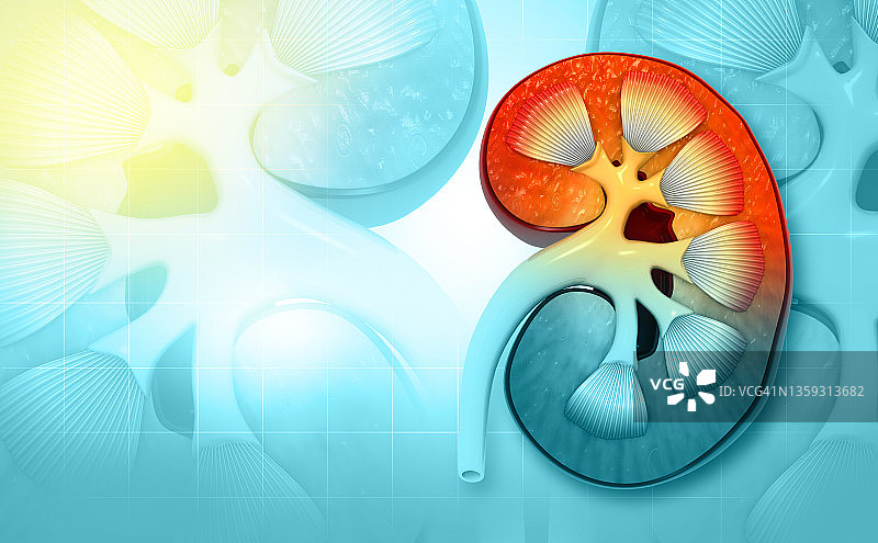 科学背景下的人体肾脏横截面图片素材