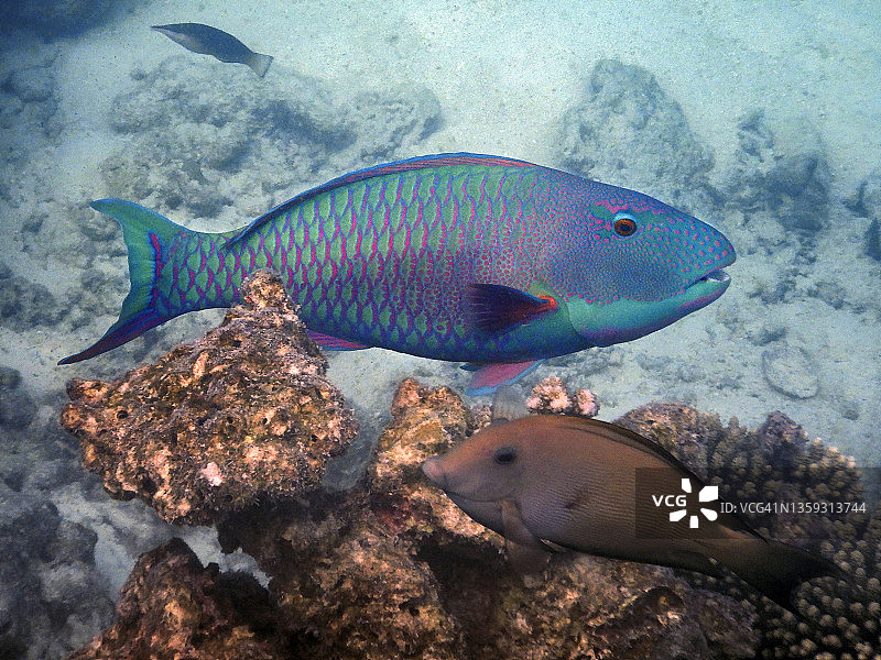马尔代夫礁石上的斑点鹦嘴鱼(Cetoscarus ocellatus 或 Scarus ocellatus)图片素材
