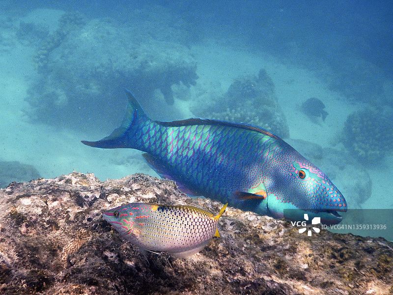 马尔代夫礁石上的斑点鹦嘴鱼(Cetoscarus ocellatus 或 Scarus ocellatus)图片素材