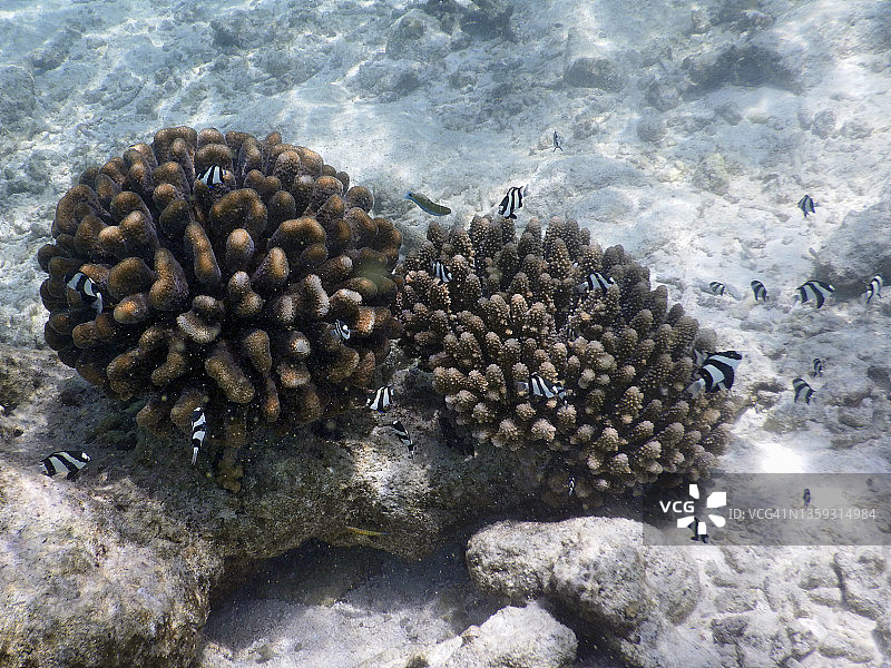 疣珊瑚与黑白雀鲷图片素材