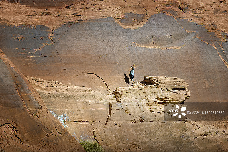 美丽的蓝鹭在亚利桑那州格伦峡谷的峡谷壁纹理和色彩中摆姿势图片素材