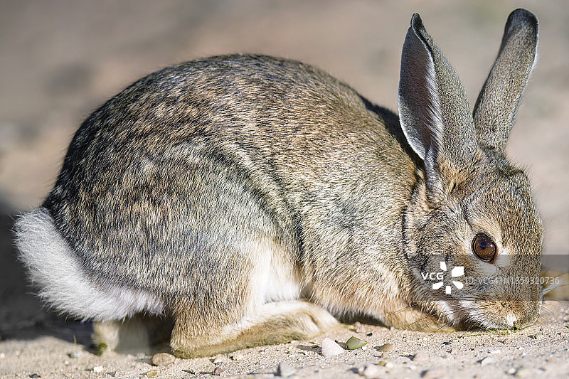 犹他州鲍威尔湖的棉尾兔可爱特写图片素材