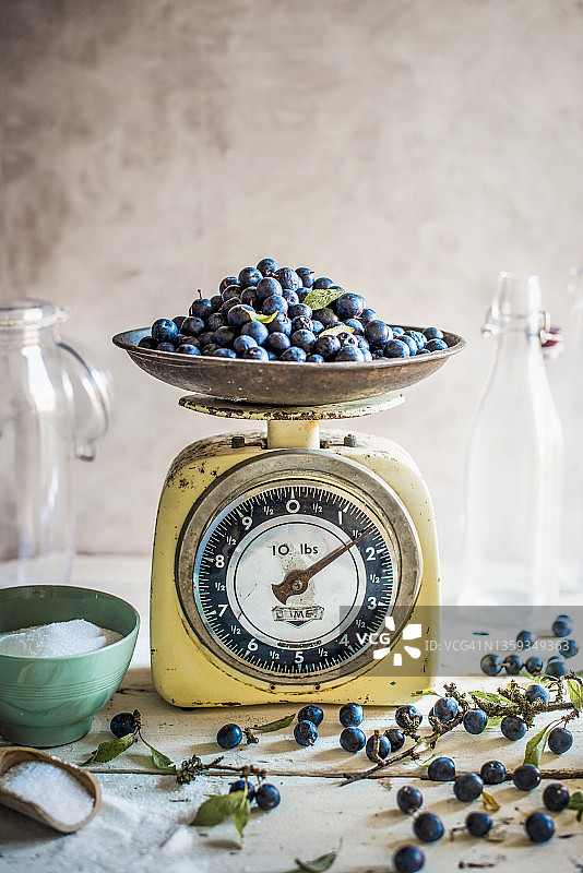 新鲜采摘的黑刺李，用于制作黑刺李杜松子酒图片素材