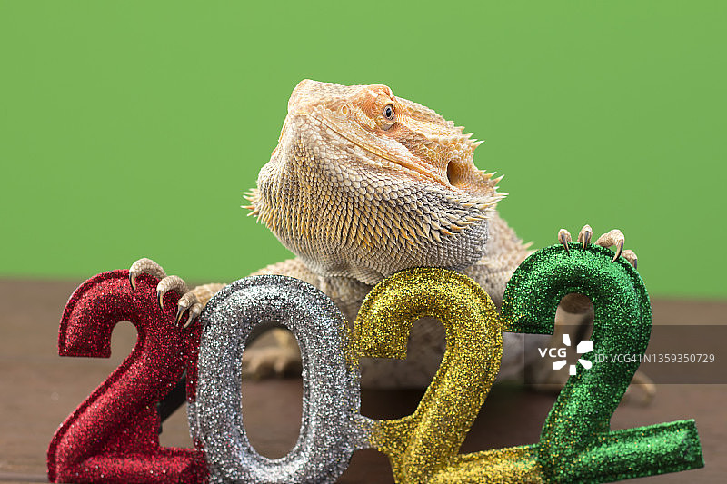 庆祝2022年的动物图片素材