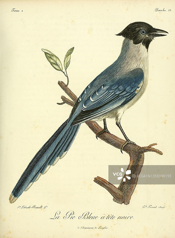 18世纪的伊比利亚喜鹊插画图片素材
