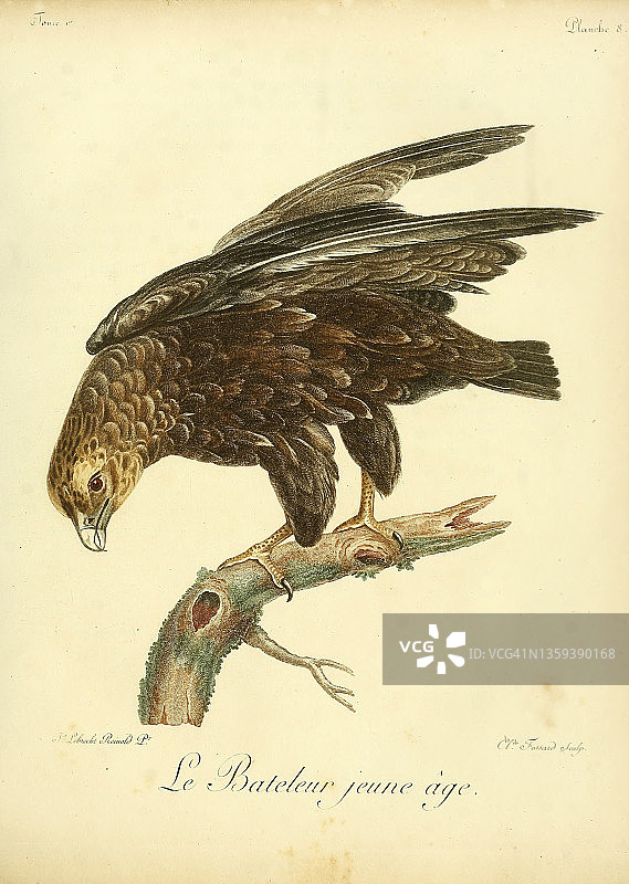 非洲鹫，18世纪插图图片素材