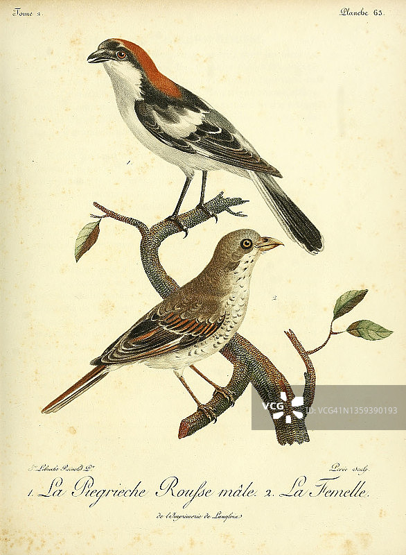 18世纪伯劳鸟插图图片素材