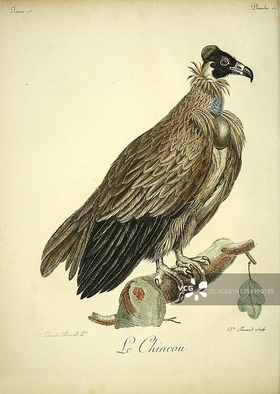 18世纪关于金考熊的插图图片素材