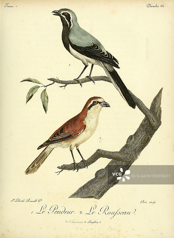 18世纪插画图片素材