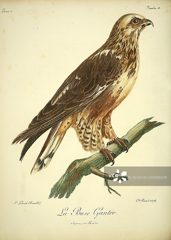 18世纪布斯·甘蒂插画图片素材