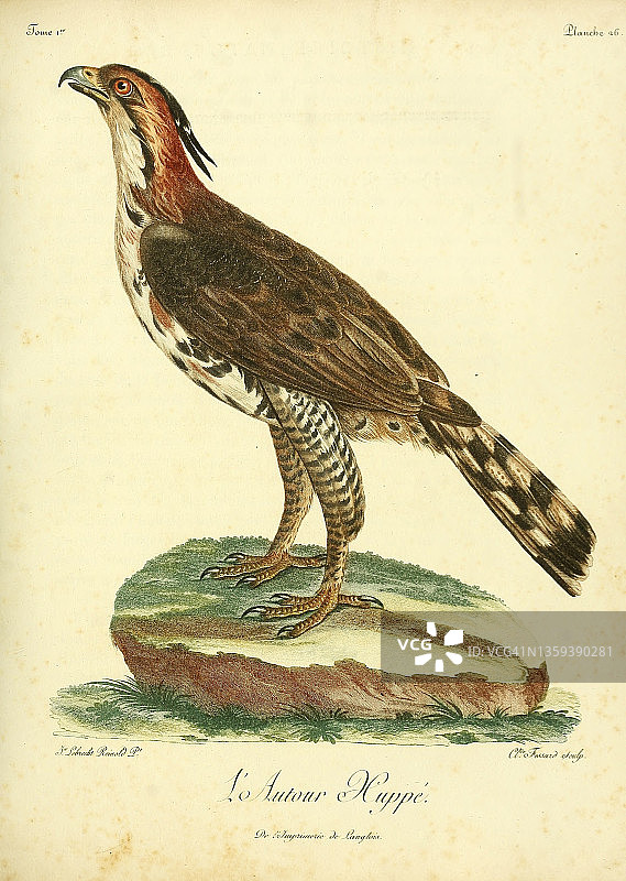 凤头鹰，18世纪插画图片素材