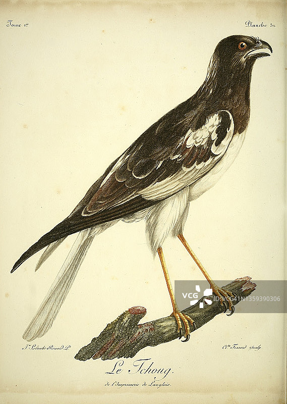 18世纪花斑鹞插画图片素材