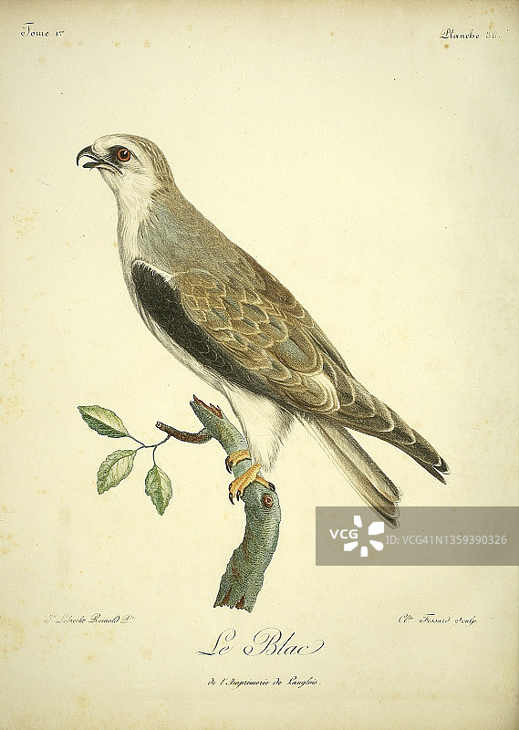 短趾蛇雕18世纪插图图片素材