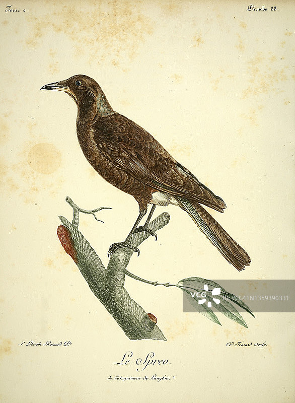 紫背椋鸟，18世纪插画图片素材