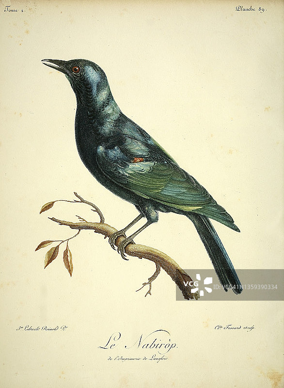 18世纪的披肩椋鸟插画图片素材
