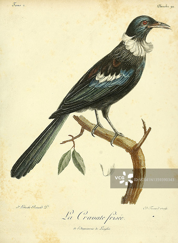 18世纪的杜伊插图图片素材