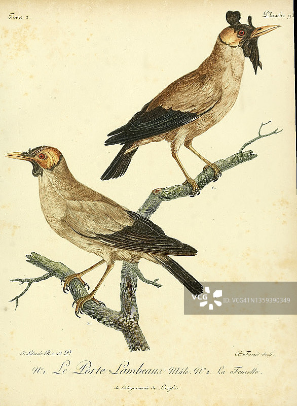 18世纪男女服饰碎片图图片素材