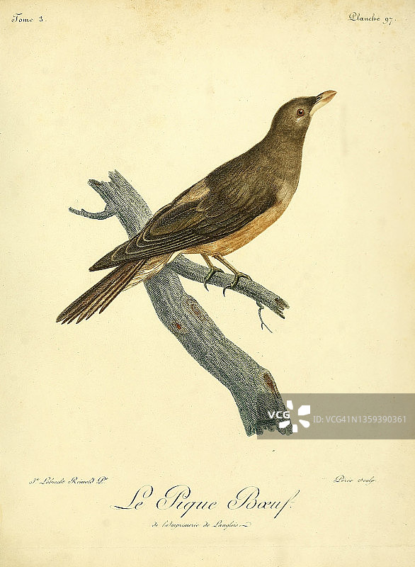 18世纪的黄嘴牛椋鸟插图图片素材