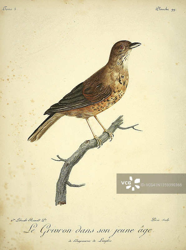 18世纪的画眉鸟插图图片素材