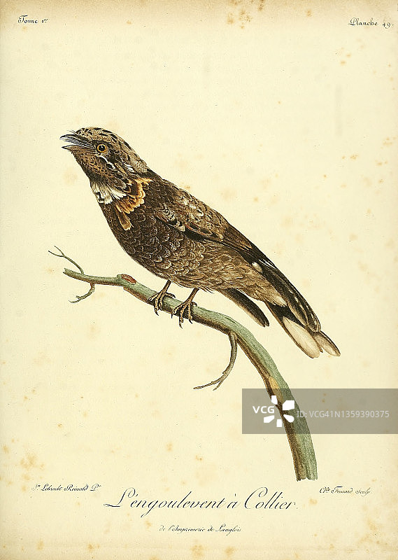 棕颈夜鹰，18世纪插画图片素材