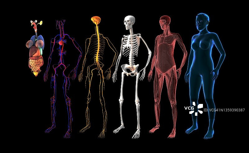 人体系统示意图图片素材