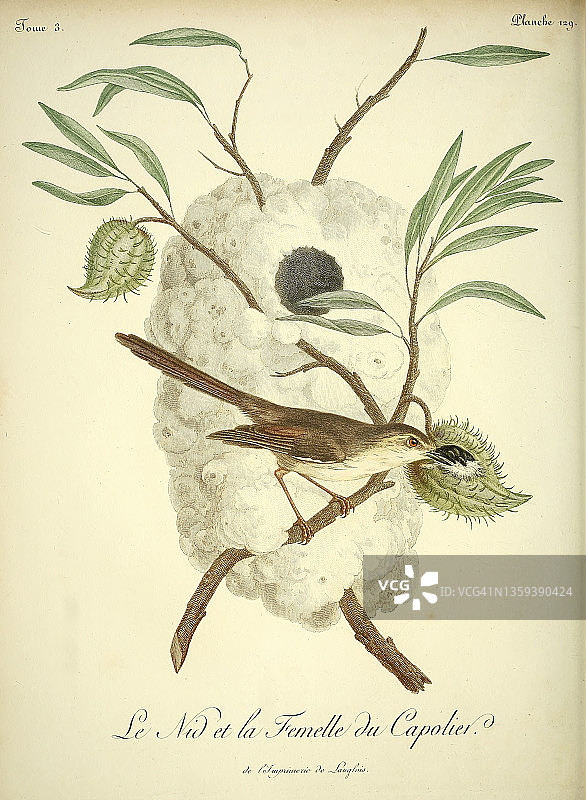 18世纪的卡波利埃插图图片素材