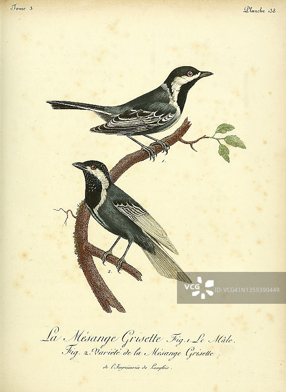 灰色山雀，18世纪插图图片素材
