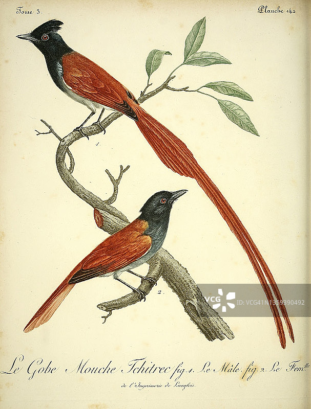 印度天堂鸟，18世纪插图图片素材