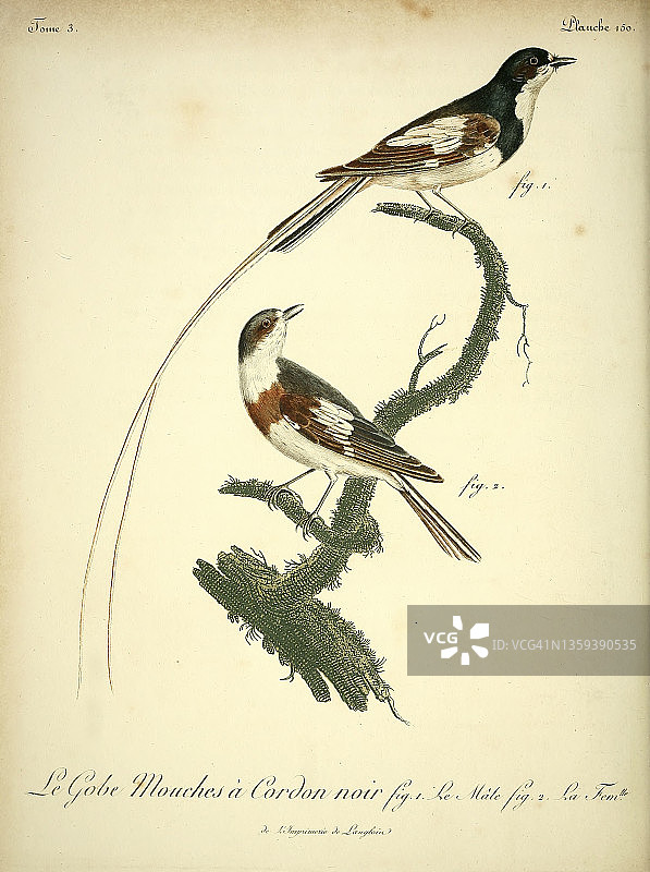 18世纪的捕蝇鸟插图图片素材