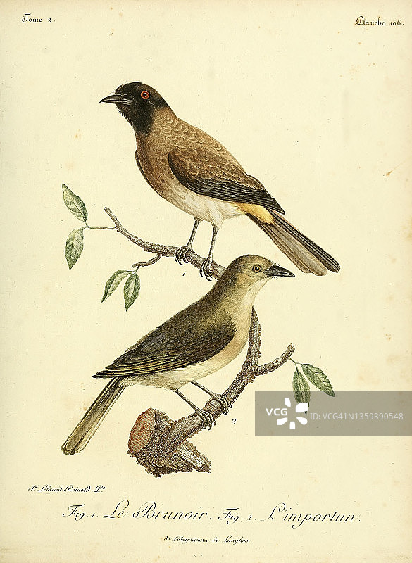 非洲红眼鹎18世纪插图图片素材